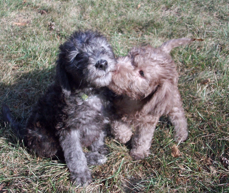 Breed Information – BEDLINGTON TERRIER CLUB of AMERICA