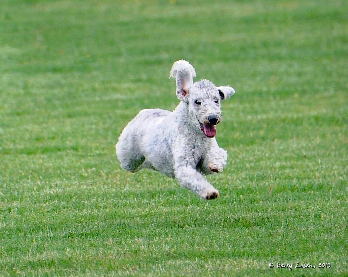 Coursing Ability Test BEDLINGTON TERRIER CLUB of AMERICA