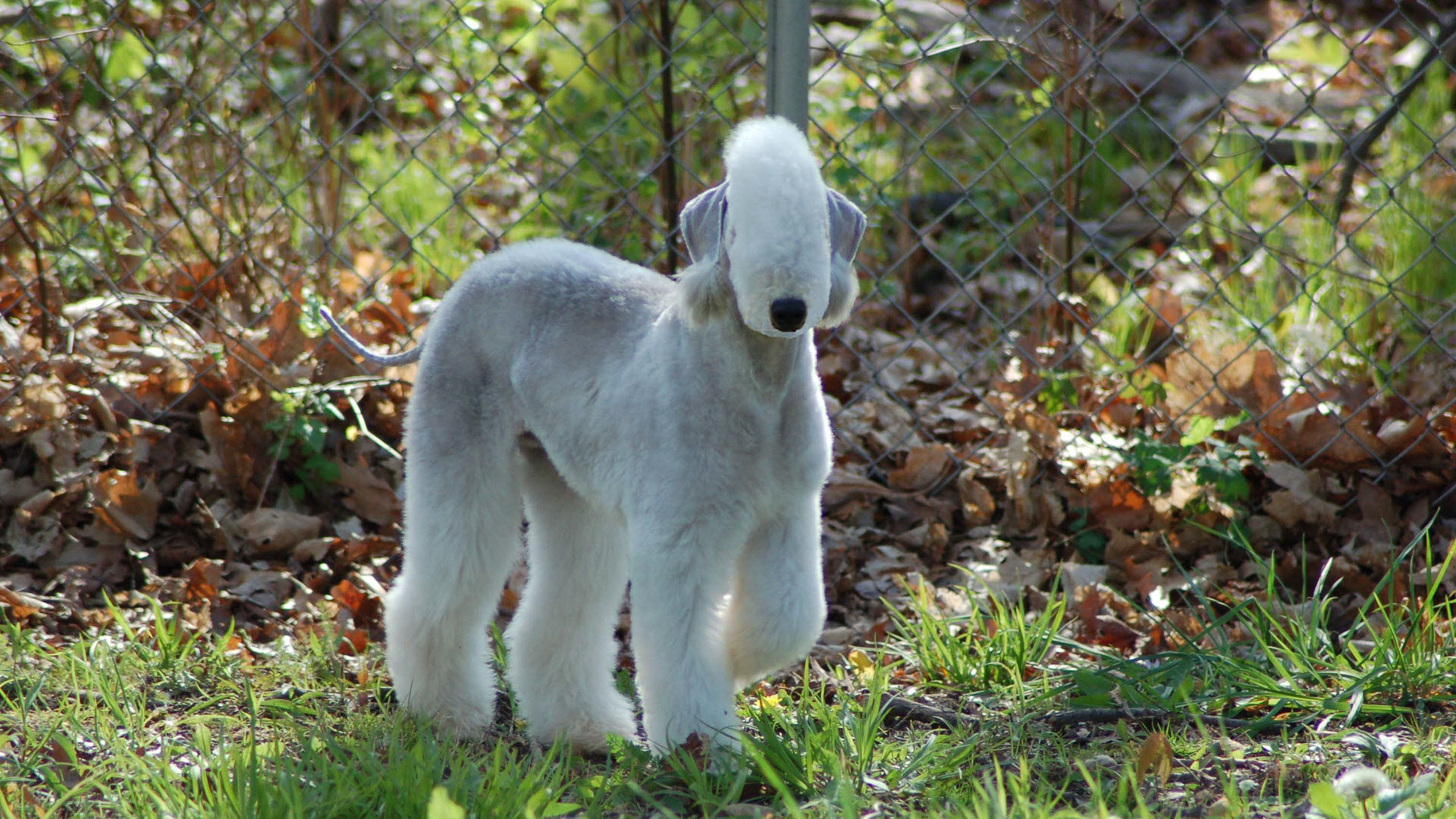 BEDLINGTON TERRIER CLUB of AMERICA