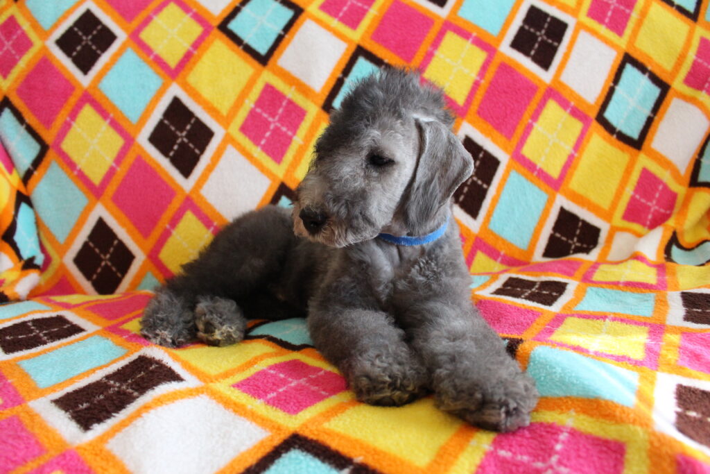 Puppies April 18 014
