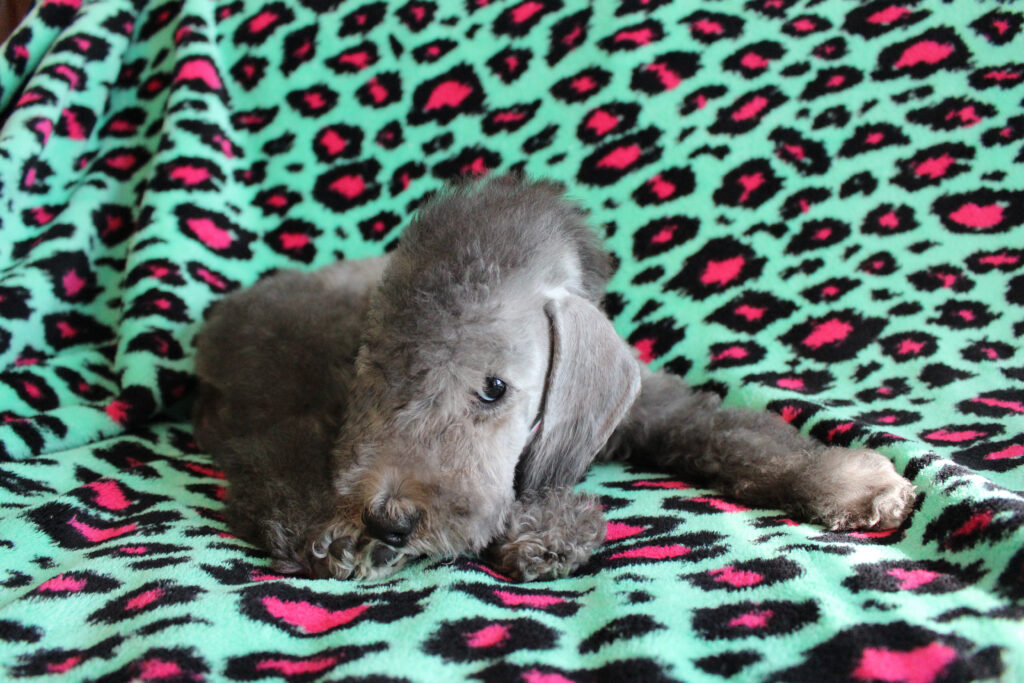 Puppies April 18 032